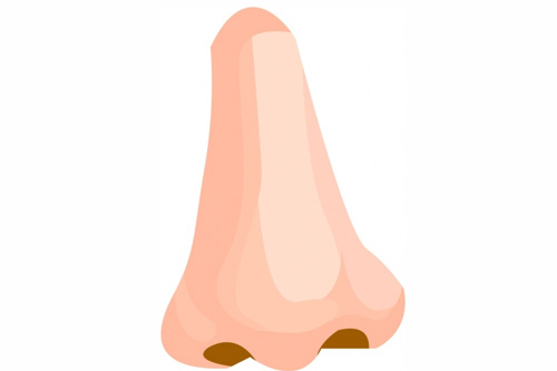 鼻子卡通图
