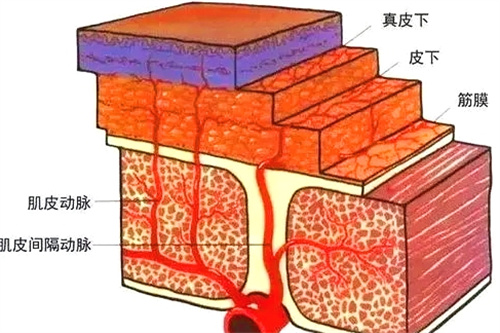 皮肤组织解析图