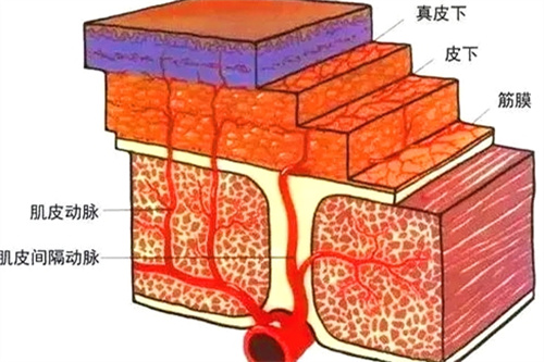 组织分布图