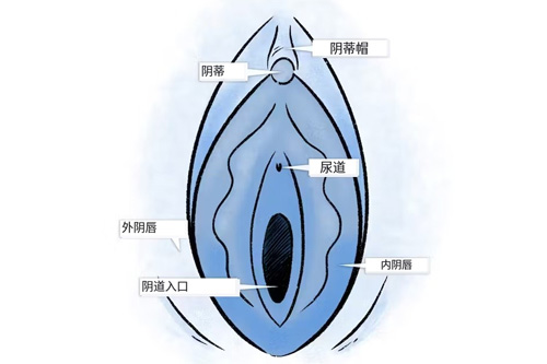 器官示意图