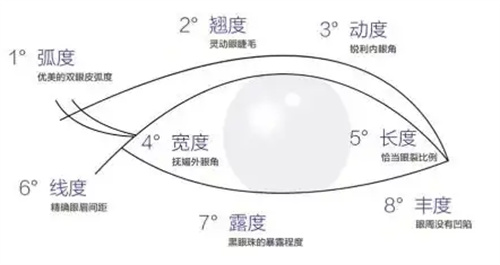 眼部比例示意图