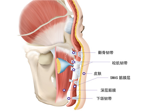 侧后方看皮肤层次