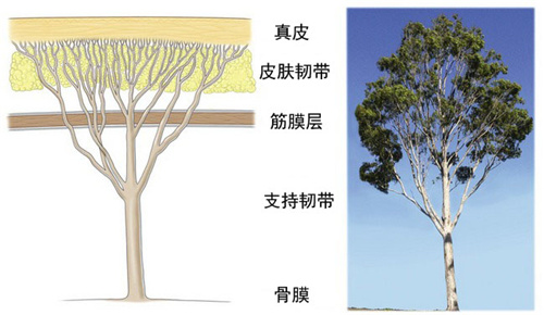 皮肤层次和树木相似