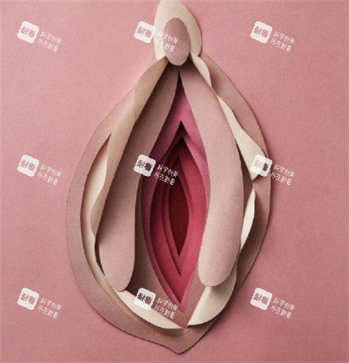 女性私密部位美观的样子图片