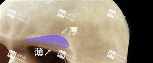 眉弓骨骼示意图展示