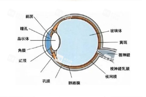 眼球解刨图