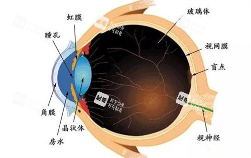眼球结构