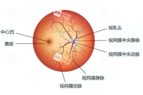 眼底病包括的疾病示意图