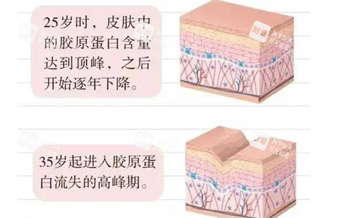 胶原蛋白的变化