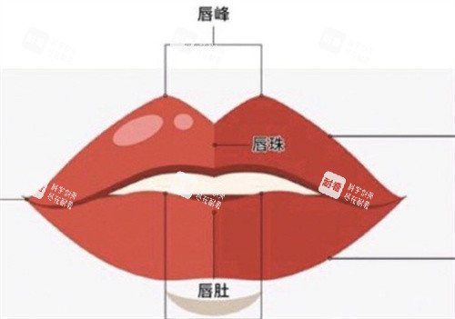 嘴唇的唇峰