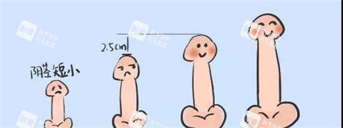 阴茎长度对比动画图