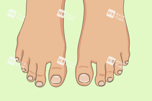 脚趾类型图