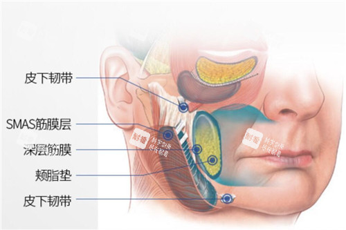 面部皮肤层次示意图