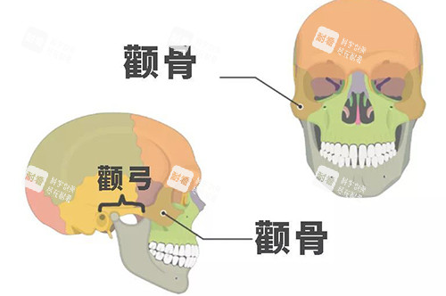 颧骨颧弓示意图
