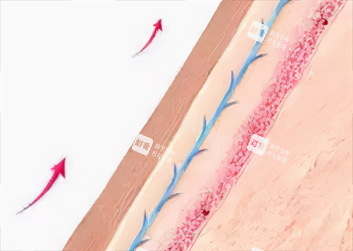 蛋白线皮肤提升细节展示