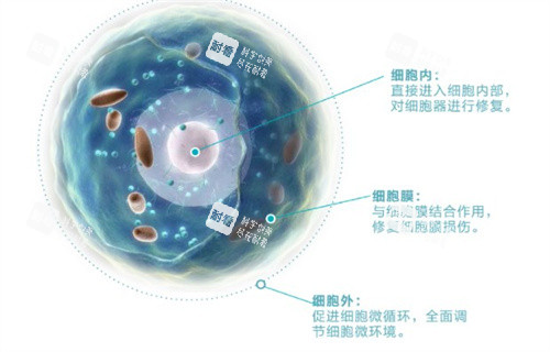 外泌体的作用 外泌体的作用
