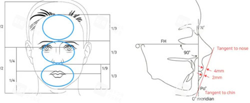 人中比例分析图 人中比例分析图