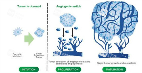生长因子的繁殖过程 生长因子的繁殖过程