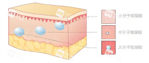 玻尿酸大小分子