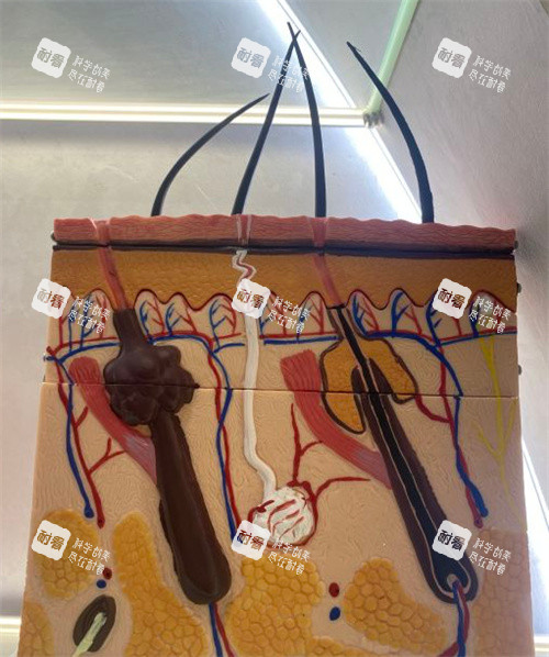 毛囊解剖面 毛囊解剖面