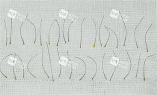 分离后的毛囊照片 分离后的毛囊照片