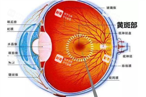 黄斑眼病的所在位置图解 黄斑眼病的所在位置图解