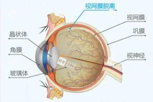 眼睛各部位详解图 眼睛各部位详解图