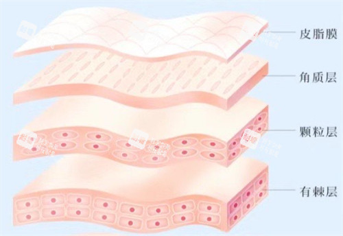 皮肤层次简介