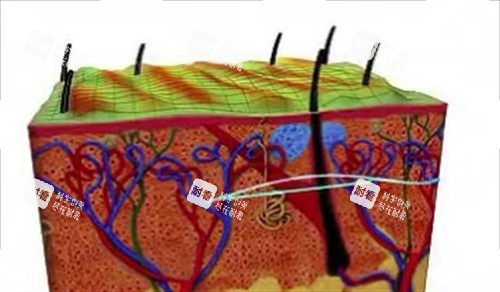 埋线提升组织内部透视图