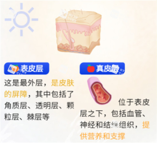 不同皮肤层次功效