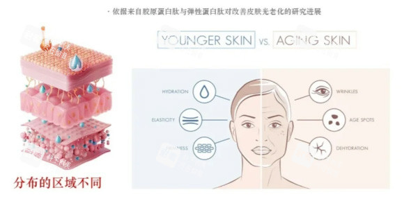 胶原蛋白一型和三型分布区域不同