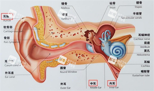 耳朵的结构