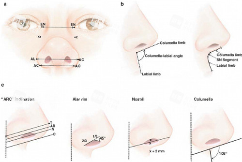 正常鼻基底的角度