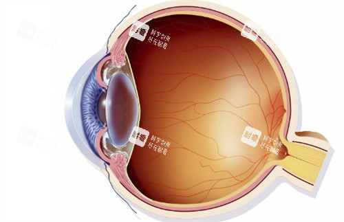 眼部视神经分布