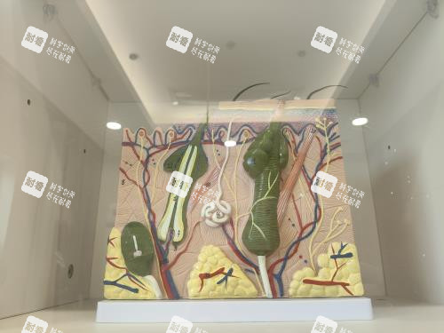 北京大麦微针植发医院毛囊