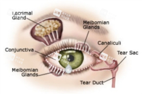 干眼症原理 干眼症原理