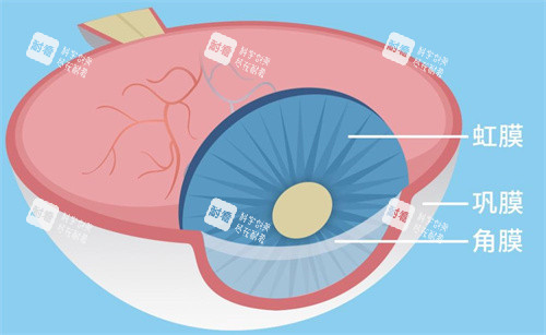 眼球的结构