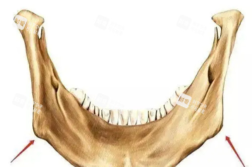 下颌骨结构示意图