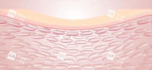 注射前皮肤组织剖面图