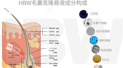 hbw毛囊克隆成分构成图解 hbw毛囊克隆成分构成图解