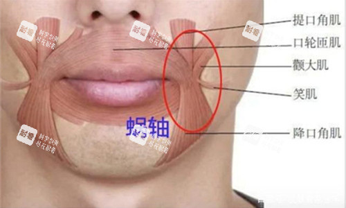 口周组织展示图