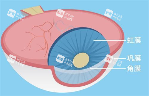 巩膜的示意图