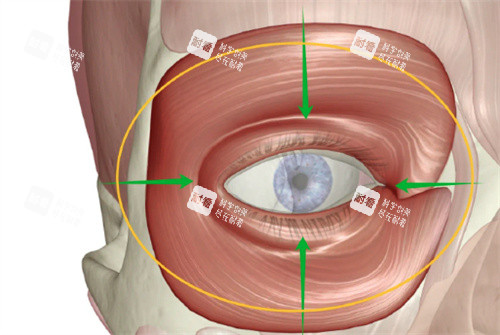 眼周筋膜提升肌肉分布图