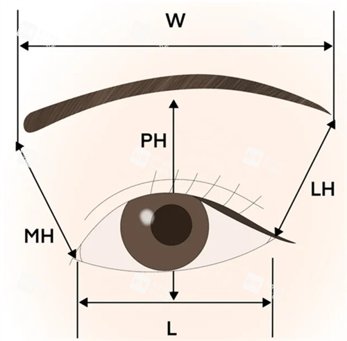 提眉比例参考 提眉比例参考