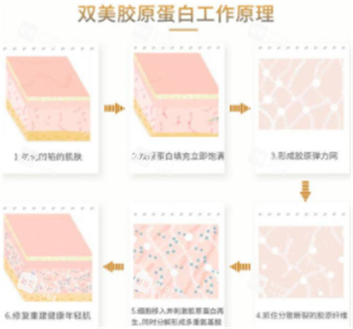 双美胶原蛋白原理