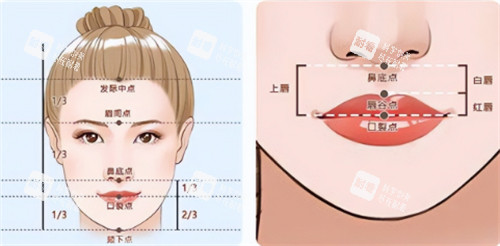 美观人中的比例图解