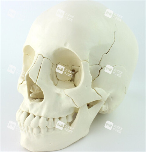 面部骨骼结构图 面部骨骼结构图