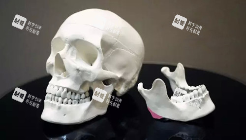 面部骨骼 面部骨骼