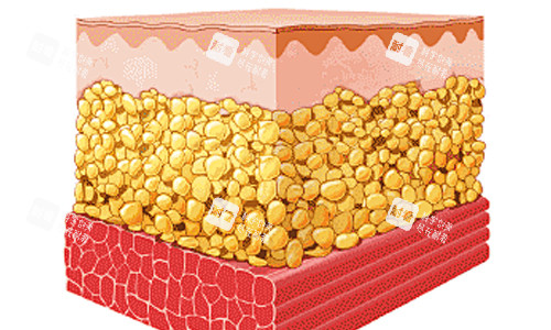 脂肪层在皮肤上的位置 脂肪层在皮肤上的位置