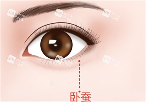 卧蚕所在位置 卧蚕所在位置